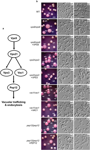 Figure 2. Deletion of VPS9, VPS3, VAC1, and PEP12 promotes white-to-opaque switching. (a) Schematic diagram of the Vps21 signaling pathway. Vps9, a guanine nucleotide exchange factor (GEF) of Vps21; Vps3, a CORVET tethering complex component; Vac1, a vesicle transport protein; and Pep12, a t-SNARE involved in prevacuolar trafficking. (b) White-to-opaque switching assays. White cells of the WT control, vps9/vps9, vps3/vps3, vac1/vac1, and pep12/pep12 mutant, and corresponding reconstituted strains were initially grown on Lee’s glucose medium (pH 6.8) for 7 days. Candida albicans cells of homogeneous white colonies were replated onto Lee’s GlcNAc medium (pH 6.8) and incubated at 25 °C for 5 days. Wh, white; op, opaque. Scale bar for cells, 10 μm; Scale bar for colonies, 2 mm. Strains used: WT (FDZF208); vps9/vps9 (FDZF213); vps3/vps3 (FDZF259); vac1/vac1 (FDZF531); pep12/pep12 (FDZF546); vps9/vps9 + VPS9 (FDZF491); vps3/vps3 + VPS3 (FDZF493); vac1/vac1 + VAC1 (FDZF548); and pep12/pep12 + PEP12 (FDZF549). The mating type of all strains used was MTLa/Δ. The switching frequencies are presented in Table 1.