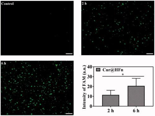 Figure 3. Fluorescence microscopy images of 4T1 cells after being incubated with Cur@HFn for 2 h and 6 h (scale bar: 100 μm). The mean fluorescence intensity of 2 h and 6 h, *p< .05.