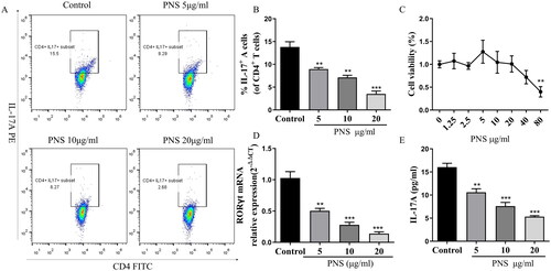 Figure 2. PNS reduced Th17 cell differentiation in vitro. (A,B) Representative dot plots and the percentage of Th17 cells (CD4+IL-17+ cells) (with the condition of Th17-polarization) treated with PNS (5, 10 and 20 μg/mL) were determined by flow cytometry. (C) The cell viability of CD4+T cells (with the condition of Th17-polarization) treated with PNS was detected by CCK8. (D) The mRNA expression of RORγt in CD4+T cells (with the condition of Th17-polarization) treated with PNS (5, 10 and 20 μg/mL) was evaluated by RT-qPCR. (E) The levels of IL-17A in cell supernatants was determined by ELISA. Data were expressed as the mean ± SEM (n = 3). *p < 0.05, **p < 0.01, ***p < 0.001 compared with the control group by one-way ANOVA with Tukey’s post hoc test.