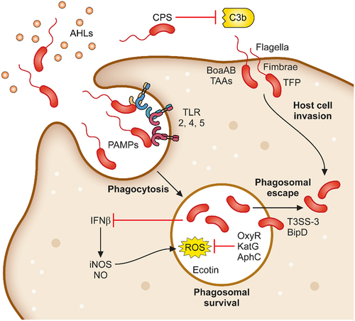 Figure 1. Determinants required for B. pseudomallei attachment, invasion and phagosomal survival. B. pseudomallei uses a variety of mechanisms to initiate infection of host cells. Organelles and proteins such as the flagella, fimbriae, TFP and TAAs are used to attach to and directly infect host cells. In addition, B. pseudomallei is phagocytosed by macrophages. Following phagocytosis, B. pseudomallei induces expression of a plethora of proteins involved in phagosomal survival which as OxyR, KatG and AphC which protects against reactive oxygen species. Phagosomal escape is subsequently mediated by the type III secretion system which allows for rapid escape into the cytoplasm.