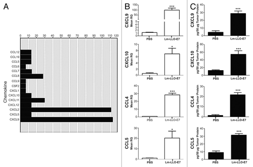 Figure 1. Vaccination with Lm-LLO-E7 induces the expression of chemokines by TC-1 tumors. (A) cDNA from three mice that were treated twice with either Dulbecco’s PBS (DPBS) or Lm-LLO-E7 bacteria were pooled and applied to chemokine PCR arrays. Data are reported as fold changes in the expression of the indicated mRNA species in TC-1 tumors isolated from Lm-LLO-E7-treated mice relative to DPBS-treated animals. Data are from a single experiment conducted once. (B and C) Conventional quantitative RT-PCR assays were conducted on tumor RNA samples (n = 3) (B) and tumor lysates were analyzed using chemokine ELISAs in order to confirm the presence of vaccine-induced TH1 chemokines (CXCL9 and CXCL10, n = 8, pooled from 2 experiments; CCL4 and CCL5, n = 3) (C). Mean RQ (B) or protein concentration values (C) ± SEM are reported (*P≤ 0.05, ** P ≤ 0.01, ***P < 0.001). Conventional quantitative RT-PCR primer assays and ELISAs were conducted twice with similar results.