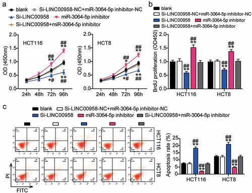 Figure 5. LINC00958 sponging miR-3064-5p facilitated cell proliferation and repressed cell apoptosis of colorectal cancer cells