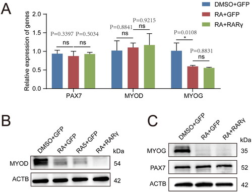 Figure 3. The RARγ signal which was activated by RA repressed MYOD protein translation in pMuSCs.A: The mRNA expression levels of PAX7, MYOD and MYOG after different treatments, including DMSO + GFP, RA + GFP and RA + RARγ.B: Western blot analysis of the protein expression levels for MYOD after different treatments, including DMSO + GFP, RA + GFP, RA5 + GFP and RA + RARγ. ACTB was used as the control. RA5 represents the treatment concentration of RA is 5 μM, RA represents the treatment concentration of RA is 1 μM.C: Western blot analysis of the protein expression levels for PAX7 and MYOG after different treatments, including DMSO + GFP, RA + GFP and RA + RARγ. ACTB was used as the control.