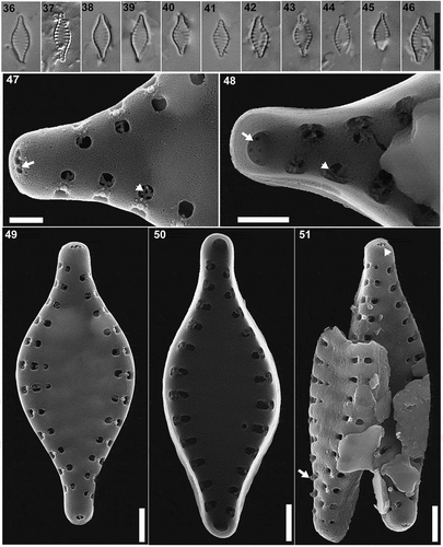 Figs 36–51. Pseudostaurosira hyalopatagonica sp. nov., type material (LPC 15862. Laguna Verde, Santa Cruz Province, Argentina). Figs 36–46. LM images of type population, valve views. Fig. 37. Holotype specimen. Figs 47–51. SEM images. Fig. 47. Detail of areolae (arrowhead) and apical pore field (arrow), external view. Fig. 48. Detail of areolae occluded by branched volae (arrowhead) and the apical pore field (arrow), internal view. Fig. 49. External valve view. Fig. 50. Internal valve view. Fig. 51. Tilted specimen in external valve view, showing conical spines on the margins of the broken valve (arrow). Scale bar: Figs 36–46, 10 µm; Figs 47–48, 500 nm; Figs 49–51, 10 µm