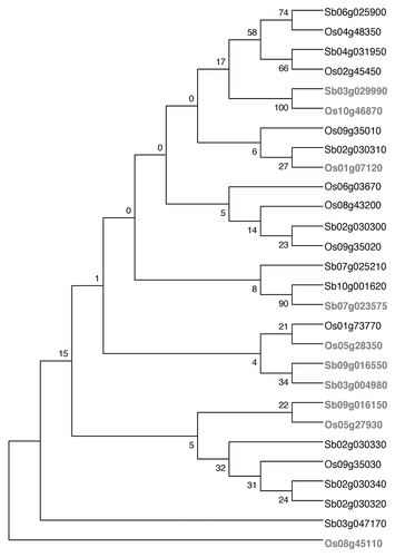 Figure 2 Dendrogram showing the clustering of −1,000 nt DREB 1 (black) and DREB 2 (gray) promoter sequences of sorghum and rice. The dendrogram was constructed using the maximum parsimony algorithm with 1,000 bootstrap replicates (MEGA version 4).
