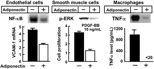 Figure 6. Effects of adiponectin on vascular endothelial cells, vascular smooth muscle cells, and macrophages. Administration of adiponectin suppressed TNFα‐induced expression of VCAM‐1 in endothelial cells through the inhibition of NF‐κB activation, platelet derived growth factor (PDGF) induced proliferation of vascular smooth muscle cells partly by inhibition of ERK activation, and lipopolysaccharide‐induced expression and secretion of TNFα.
