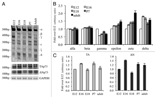 Figure 3. Expression of C-terminal isoforms during mouse development. Screening of the isoform expression during mouse development starting from embryonic stage E12, reaching adult (2 mo) age. Samples were analyzed as in Figure 1B and a representative result is depicted in (A). Semi-quantitative RT-PCR (30 cycles for C-terminal p73, 20 cycles for GAPDH) was performed and samples were run on a 10% acrylamide gel. Densitometry analysis was performed on at least three gels in order to quantify C-terminal isoforms levels (B) or TAp73 and ΔNp73 levels (C). Experiments have been repeated at least three times. E, embryonic stage; P7, seventh day after birth; TA, TAp73; Δn, ΔNp73; GAPDH, glyceraldehyde 3-phosphate dehydrogenase.