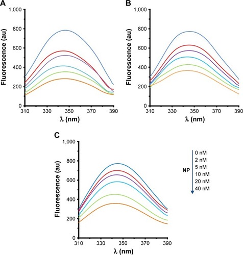 Figure 2 The fluorescence quenching of HSA (2 µM) in the presence of varying concentrations of MgO NPs (2, 5, 10, 20, and 40 nM) at three different temperatures of 298K (A), 310K (B), and 315K (C).Abbreviations: HSA, human serum albumin; MgO NPs, magnesium oxide nanoparticles.