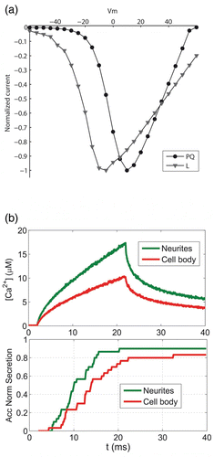 Figure 3. Modelling calcium elevations and secretion in the terminals and the cell body of neurite-emitting chromaffin cells. (a) Current to voltage relationships simulated for the P/Q- and L-type Ca2+ channels. (b) Upper panel: computed calcium concentrations from 0 to 50 nm to the cellular membrane in response to a depolarizing pulse from−80 to 0 mV lasting 20 ms. The results are shown for the simulated portion of neurites (green line) and the cell body cortex (red line). The same density of clusters of calcium channels is considered in both cases but with a different number of calcium channels per cluster: 1 L and 1 P/Q in the cell body cortex, and 1 L and 2 P/Q in neurites. Lower panel: normalized accumulated secretory responses obtained in neurites and the cell body. A non-cooperative kinetic scheme for the binding of calcium to secretory vesicles is considered in the computations.