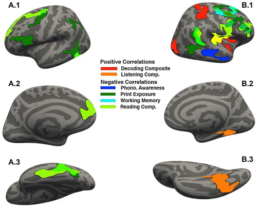 Figure 1. Cluster-corrected results for individual difference measures correlated with GMT projected onto the fsaverage template in FreeSurfer. All cluster-corrected results depicted at p < 0.05. (A) Results projected onto the left hemisphere; (B) results projected onto the right hemisphere. From top to bottom: (1) lateral view, (2) medial view, (3) ventral view.Note: yellow indicates overlap between reading comprehension skill and the decoding composite.