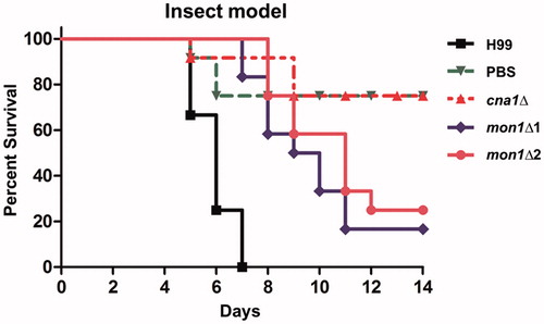 Figure 3. Virulence of the Cnmon1Δ mutant in the insect larvae model. Each Galleria larva (12 per group) was infected with approximately 80,000 WT (H99), Cncna1Δ (KK1), or Cnmon1Δ (HP55 and HP56) cells. The infected larvae were maintained at 37 °C and monitored daily for 12 days.