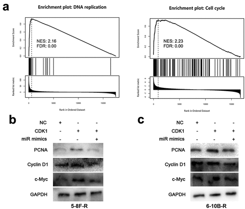 Figure 5. MiR-195-3p/CDK1 axis inhibits DNA replication and cell cycle related pathways