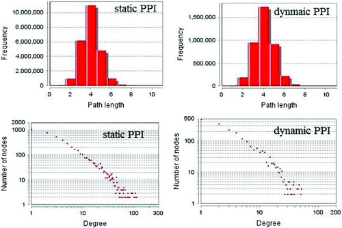 Figure 4. Degree and path length distribution of dynamic PPI network inferred and static PPI network.