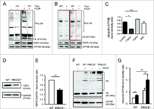 Figure 4. Mitochondrial protein ubiquitination is affected by TSPO. (A) Immunoblot of mitochondria isolated from MEFs and transfected with Tspo siRNA (-) or a nonsilencing control (nsc) to show changes in polyubiquitination before and after FCCP treatment (4 h). (B) As in (A) but with MEFs transfected with Tspo cDNA (+) or an empty vector (WT). (C) Band density analysis showing the relative increase in mitochondrial polyubiquitin following FCCP treatment (n = 3; P < 0.01). (D) Western blot to demonstrate reduced expression of TSPO in PRKCE−/− MEF cells relative to GAPDH. (E) Graph shows mean TSPO band density analysis relative to GAPDH loading control (n = 3; P < 0.001). (F) Western blot highlighting mitochondrial ubiquitination in WT and PRKCE−/− MEF cells before and after treatment with 20 μM FCCP. (G) The graph shows total ubiquitin band density analysis relative to ATP5B loading control (n = 3; P < 0.05).