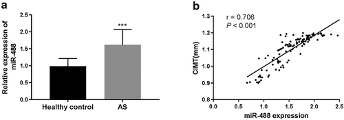 Figure 1. The expression level of serum miR-488 in AS patients and the correlation study between miR-488 expression and CIMT. (a) The expression level of serum miR-488 was upregulated in AS patients compared with healthy controls. ***P < 0.001. (b) Serum miR-488 level was positively correlated with CIMT in patients in AS patients (r = 0.706, ***P < 0.001)