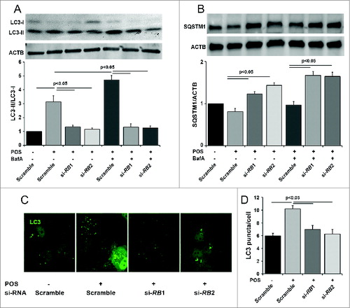 Figure 1. Knockout of RB1CC1 results in loss of photoreceptor outer segment (POS)-induced autophagy in ARPE-19 cells. (A) Quantitative western blot analysis shows that siRNA against the RB1CC1 transcript (si-RB1 and si-RB2) significantly decreased the levels of LC3-II/LC3-I ratio, with or without the presence of bafilomycin A1 (BafA), after POS feeding. As a control, cells were also treated with a nonspecific siRNA sequence (Scramble). (B) Cells treated with RB1CC1-siRNA showed increased levels of SQSTM1, with or without the presence of BafA after POS feeding. SQSTM1 levels normalized to the ACTB/actin loading control. (C) Immunofluorescence analysis showed RB1CC1 siRNA-treated ARPE-19 cells have a significantly reduced punctate pattern of LC3 staining (green), consistent with the formation of fewer autophagosomes. Treatment of cells with si-RB1 or si-RB2 alone did not induce puncta formation. (D) Quantification of the number of autophagosomes per cell.