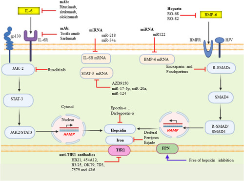 Figure 5 Summary for Inhibitors of the upstream hepcidin signaling: IL-6/IL6R/JAK/STAT3 and BMP/SMAD pathway. MicroRNAs (miRNAs) are a class of small non-coding RNAs or untranslated RNA types that function as guide molecules in post-transcriptional RNA silencing. In miRNA 5′ ends are usually the site of interaction with target mRNA.