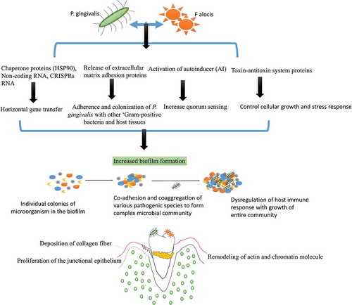 Figure 3. Interaction of P. gingivalis with F. alocis and its effects on biofilm formation and periodontal inflammation: P. gingivalis interaction with F. alocis can modulate the innate immune response of the host as both these species auto-aggregate and express unique genes expression. P. gingivalis-F. alocis remodeling the actin and chromatin molecule, activation of autoinducer (AI) associated quorum sensing, the proliferation of the junctional epithelium, and deposition of collagen fibers in the gingival epithelial cells. The co-infection also upregulates the production of extracellular matrix adhesion proteins, CRISPRs RNA, and toxin-antitoxin system proteins that increase the adherence and colonization of P. gingivalis with other ‘Gram-positive bacteria and host tissues’, and are directly linked with increased biofilm formation. The CRISPR-RNA also helps with triggering the stress response, chaperone formation, and horizontal gene transfer among oral bacteria that favor microbial community development.