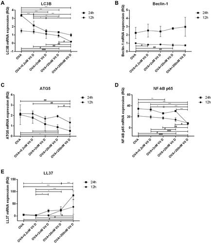 Figure 6 1,25(OH)2D3 suppressed LC3B, Beclin-1, ATG5, and NF-κB p65, and increased LL37 mRNA expression in macrophages collected from BAL in OVA-sensitized/challenged mice with sufficient dietary vitamin D. (A–E) LC3B, Beclin-1, ATG5, NF-κB p65, and LL37 mRNA expression in macrophages with 1,25(OH)2D3 in various doses (0.2, 2, 20, and 200 nM) or time course (12 or 24 h) were detected by rt-PCR normalized to GAPDH. Data are representative of at least three independent experiments (*p < 0.05, **p < 0.01, and ***p < 0.001; #p < 0.05, ##p < 0.01, and ###p < 0.001).