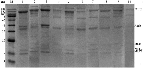 Figure 4. SDS-PAGE profiles under reducing conditions of MP under different UHP conditions. M: Marker; 1: control group; 2–10: 300–5、300–6.5、300–8、350–5、350–6.5、350–8、400–5、400–6.5、400–8