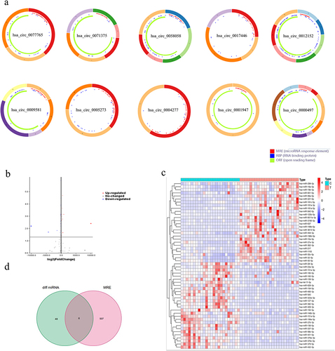 Figure 3 Differentially expressed miRNAs in AML patients. (a) Basic structures of the 10 circRNAs. (b) Volcano plots for differentially expressed miRNAs, the blue and red dots represent down- and up-expressed miRNAs. (c) Heatmap of differentially expressed miRNAs. Type: (C) healthy controls. (T) AML patients. (d) Venn graph showing the 6 overlapped genes by intersecting circRNA targeted genes and miRNA response elements from AML patients.