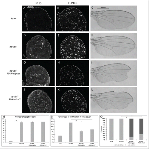 Figure 6. Rbf1-induced apoptosis activates a compensatory proliferation mechanism that depends on slipper and dtraf1 (A, D, G, J) PH3 staining used to visualize the mitotic cells in wing pouch imaginal discs from hs-Gal4/+ or hs-Gal4/+; UAS-rbf1/+ or hs-Gal4/UAS-RNAi slipper; UAS-rbf1/+ or hs-Gal4/+; UAS-rbf1/UAS-RNAi dtraf1 third instar larvae. (B, E, H, K) Visualization of apoptosis cells by TUNEL staining in the wing pouch of imaginal discs from the previously described genotypes. (C, F, I, L) Wing phenotypes observed in some fly from hs-Gal4/+ or hs-Gal4/+; UAS-rbf1/+ or hs-Gal4/UAS-RNAi slipper; UAS-rbf1/+ or hs-Gal4/+; UAS-rbf1/UAS-RNAi dtraf1 genotypes (M) Comparison of apoptotic cells numbers in the wing pouch of imaginal discs from the previously described genotypes. Asterisks indicate a statistically significant difference between 2 genotypes (Student's test α < 0.05). For each genotype, quantifications were done for 30 third instar larval wing imaginal discs at least. (N) Comparison of proliferation percentage in posterior compartment from the genotypes described previously. Asterisks indicate a statistically significant difference between 2 genotypes (Student's test α < 0.05). (0) Frequencies of notches phenotypes observed in genotypes flies described previously. Asterisks indicate a statistically significant difference between 2 genotypes (Chi2 test α < 0.05). Each experiment presented in N and 0 was independently performed 3 times.