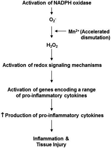 Figure 6. Summary of potential mechanisms by which manganese causes increased monocyte-derived macrophage pro-inflammatory cytokine production. Macrophage membrane-associated NADPH oxidase generates superoxide anions () that, in the presence of Mn2+ (a SOD mimetic), are converted to hydrogen peroxide (H2O2). H2O2 then acts as an intracellular messenger causing the activation of redox-sensitive signaling proteins and downstream transcription factors. This, in turn, leads to activation of genes encoding a range of pro-inflammatory cytokines, prolonged production of which may cause inflammation and tissue injury.