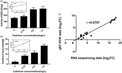 Figure 4. Validation of SOD, H2O2 and qRT-PCR. (A) Intracellular SOD activity of Morchella spongiola exposed to 0.15, 0.90, 1.5 mg/L Cd; The inserted figure showed the significant correlation between initial Cd concentration and SOD in M. spongiola. (B) Intracellular H2O2 accumulation of M. spongiola exposed to 0.15, 0.90, 1.5 mg/L Cd; The inserted figure showed the significant correlation between initial Cd concentration and H2O2 in M. spongiola. (C) Correlation between the RNA-seq and qRT-PCR data. Each point represents the log2FC values of one of the 20 chosen DEGs based on its relative expression as determined by RNA-seq and qRT-PCR.