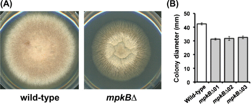Fig. 1. Phenotype of the mpkB∆ strain of A. nidulans.Notes: (A) Colony growth of the wild-type (left) and mpkB∆ strains (right) on CD plates. (B) Colony diameter of the wild-type and mpkB∆ strains on CD plates.