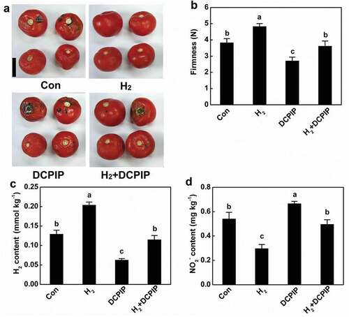 Figure 4. Effects of H2 and DCPIP on senescence (a and b), H2 contents (c), and nitrite accumulation (d) during storage of tomato fruit for 12 d. Bar = 5 cm. Different letters denote significant difference at P < .05 according to Duncan’s multiple tests