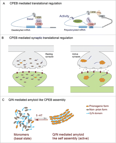 Figure 2. Prion mechanism of CPEB in memory (A) Mechanism of CPEB function in translational regulation: In the basal state CPEB interacts with Maskin or similar 4E-BPs which further interacts with eIF4E and prevents eIF4E interaction with eIF4G. Upon neuronal activity, CPEB gets phosphorylated and polyadenylation enables PABP association with eIF4G, which then disrupts 4E-BP-eIF4E interaction thereby permitting eIF4E-eIF4G interaction and resultant translation. (B) In the basal state both prionogenic and non-prion forms of CPEB exists mostly as monomers and can bind RNA and keep it in a translationally repressed state. Upon activity, the prionogenic form induces aggregation and the prion like nature induces self assembly and propagation of the aggregates where the RNA gets translated (C) CPEB monomers in the resting synapses and Q/N domain mediated amyloid like assemblies in active synapses.