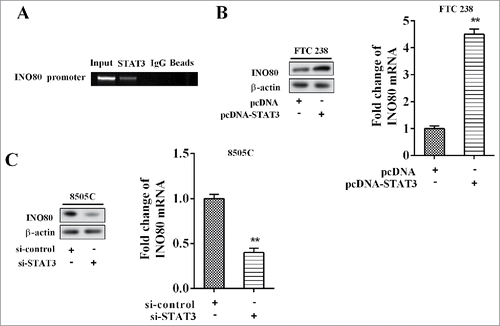 Figure 5. STAT3 promoted expression of INO80. (A) The chromatin immune-precipitation was used to verify the binding between PTCSC3 and the promoter of STAT3. (B) The expression levels of INO80 mRNA and protein in FTC238 cells were examined by qRT-PCR and western blot, respectively. **P < 0.01 vs. pcDNA. (C) The expression levels of INO80 mRNA and protein in 8505C cells were examined by qRT-PCR and western blot, respectively. **P < 0.01 vs. si-control.