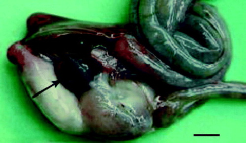 Figure 2.  Intestinal tract of an Amazon parrot with splenomegaly and a mottled spleen (arrow). Bar = 0.5 cm.