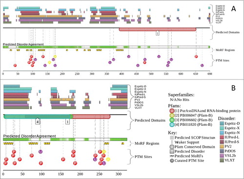 Figure 4. Multifactorial analysis of intrinsic disorder in GLE1 (UniProt ID: Q53GS7) (A) and PURA (UniProt ID: Q00577) (B). Intrinsic disorder propensity and some important disorder-related functional information generated for the corresponding proteins by the D2P2 database are shown. Here, the green-and-white bar in the middle of the plot shows the predicted disorder agreement among 9 predictors, with green parts corresponding to disordered regions by consensus. The yellow bar shows the location of the predicted disorder-based binding sites (molecular recognition features, MoRFs), whereas colored circles at the bottom of the plot show the location of various PTMs.