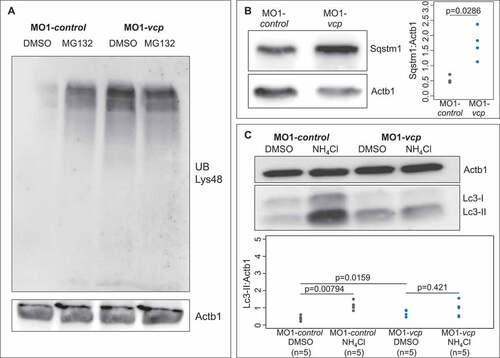 Figure 3. Inactivation of Vcp leads to an accumulation of ubiquitinated proteins and Sqstm1. (a) Western blot analysis using an anti-K48-linkage specific ubiquitin antibody after MO1-control and MO1-vcp injection and DMSO or MG132 treatment (n = 4). (b) Vcp morphants show a significant increase of Sqstm1 by western blot analysis (n = 3); quantification of gray values. Actb1/β-actin was used as loading control. Data represent means ± SD, unpaired Student t test, *P value< 0.03 (c) Western blot analysis of Lc3 after MO1-control and MO1-vcp injection and DMSO or Ammonium chloride (NH4Cl) treatment (top) and quantification of gray values (bottom). NH4Cl treated control embryos reveal significant increase of Lc3-II levels, compared to DMSO treated embryos (n = 5). Actb1/β-actin was used as loading control. The individual samples are displayed (two-sided Wilcoxon rank-sum test).