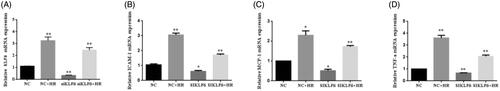 Figure 8. Knockdown of KLF6 expression reduced the HR-induced pro-inflammatory cytokines in HK-2 cells. (A–D) The expression of KLF6, ICAM-1, MCP-1, and TNF-α was measured by RT-PCR, in NC or siKLF6 cells with or without HR treatments. *p < 0.05 versus NC group; **p < 0.01 versus NC group.