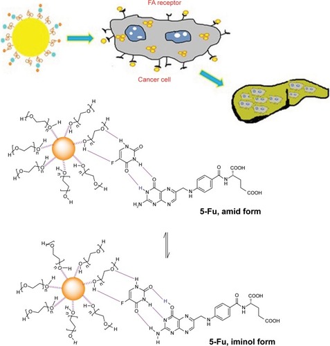 Figure 1 Targeted delivery of 5-FU to cholangiocarcinoma cells using folic acid. Note: Data from Ngernyuang et al.Citation27Abbreviation: 5-FU, 5-fluorouracil.