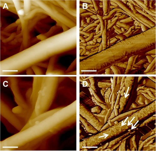 Figure 2 Height (left) and phase (right) channels by AFM measurements of the pristine buckypaper (A, B) and of the PAMAM-coated one (C, D). Arrows in panel D indicate the small bubble-like structures of the polymer coating the BP surface (D). In all panels, scale bar is 200 nm.