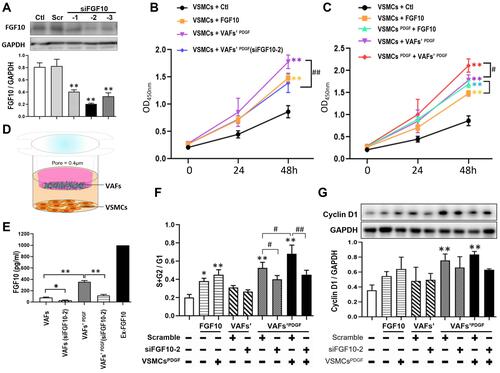 Figure 3 Both exogenous and VAFs-derived FGF10 promote the proliferation and cell cycle of VSMCs. (A) In cultured VAFs, knocking-down efficiency of FGF10 by siRNA was determined by WB. (B and C) Relative VSMCs numbers under different experimental conditions were analyzed by CCK-8 proliferation assay. (D) The schematic illustration of VAFs-VSMCs co-culture system. The co-cultured VSMCs were used for flow cytometry and Western blotting test. (E) In this co-cultured system, the concentrations of VAF-derived FGF10 in different experimental conditions as indicated were measured by Elisa. (F) Cell cycle progression in VSMCs under different experimental conditions were evaluated by using propidium iodide staining (flow cytometry). (G) Cyclin D1 expressions in co-cultured VSMCs were analyzed by WB and its quantitative analysis. n=3. *p<0.05, **p<0.01 compared with Ctl. #p<0.05, ##p<0.01 between two groups as indicated.