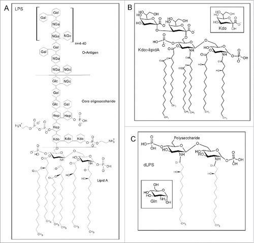 Figure 1. (A) General structure of LPS redrawn from Magalhaes et al. and Ruiz et al.Citation47,48 with the structure of lipid A, the core oligo-saccharide and the O-Antigen components labeled. Abbreviations represent 2-keto-3-deoxyoctonate (Kdo), L-glycerol-D-manno-heptose (Hep), galactose (Gal), glucose (Glc), N-acetylgalactosamine (Nga) and N-acetylglucosamine (NGc). (B) Structure of Kdo2-lipid A provided by the supplier (Avanti Polar lipids). The inset shows the structure of Kdo. (C) Structure of dLPS according to Muller-Loennies et al.Citation49 The inset shows the structure of Gln (glucosamine).