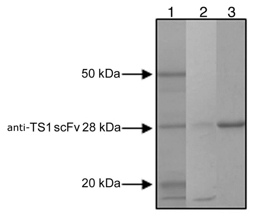 Figure 1 SDS PAGE analysis of 2 of the ion exchange purified anti-TS1 mutants and the purified wild type anti-TS1 scFv used as standard in the quantitative ELISA. Lane 1: anti-TS1 scFv wild type 28 kDa (purified for the quantitative ELISA). Lane 2: anti-TS1 scFv mutant (low concentration approximately 10 nM). Lane 3: anti-TS1 scFv mutant (high concentration approximately 100 nM).