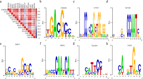 Figure 4 The MCM5 upstream regulator analytic identifies the upstream transcriptional regulators. (a) Correlation analysis of gene expression between MCM5 and transcription factors based on the CPTAC database. (b-h) Transcription factors binding to the MCM5 promoter Motif were predicted by using the WebLogo tool (Crooks et al 2004) available at http://weblogo.berkeley.edu.