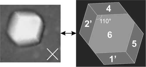 BPSm2 monocrystal floating in the supercooled BPSm3 and observed along a two-fold axis in transmission between crossed polarizers [Citation18].