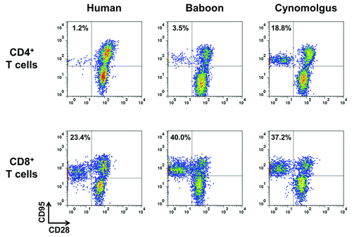 Figure 1.CD28 expression by human, baboon and cynomolgus macaque memory T cells. One representative immunophenotyping analysis of CD28 in CD4+ (upper panel)and CD8+ (lower panel) memory (CD95+) and naïve (CD95-) T lymphocytes of human, baboon and cynomolgus macaque PBMC. Data are representative of at least three independent analyses.