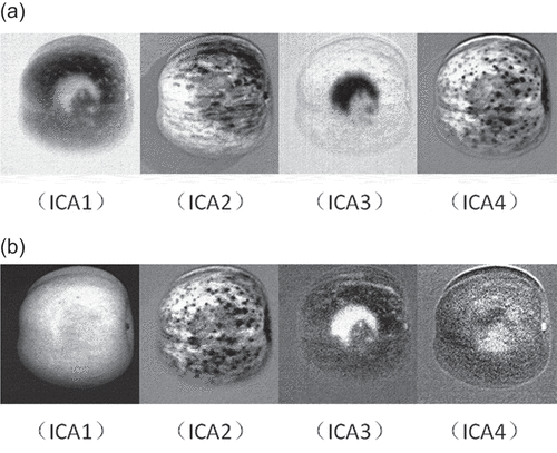 Figure 5. ICA transform results of the bruise apples’ hyperspectral images based on the full and characteristic wavelengths. (a) The first four component images of ICA transform based on full wavelengths.(b) The first four component images of ICA transform based on characteristic wavelengths