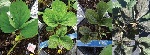 Figure 1. Progression of damage (left to right) on strawberry leaves caused by Scirtothrips dorsalis Hood feeding injury. Photo credits: Babu Panthi, University of Florida.