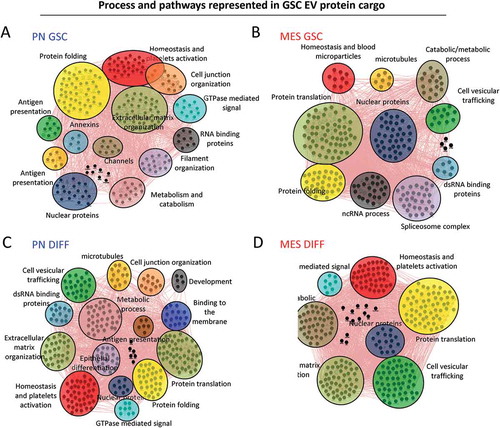 Figure 9. Cytoscape representation of changes in functional clusters of extracellular vesicle-associated proteins released from mesenchymal and proneural GSCs in their undifferentiated and differentiated states. GO analysis was performed using geneMANIA software. Network of proteins in PN (a) and MES (b) GSC-derived EVs and those detected in PN (c) and MES (d) DIFF-derived EVs. The clusters and their constituent proteins dramatically changed between subtypes and differentiation states of glioma cell subsets.