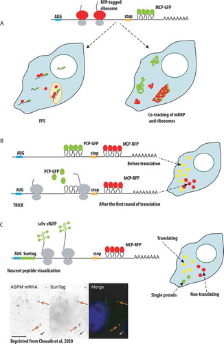 Figure 5. Single-molecule approaches to study mRNA translation in live cells