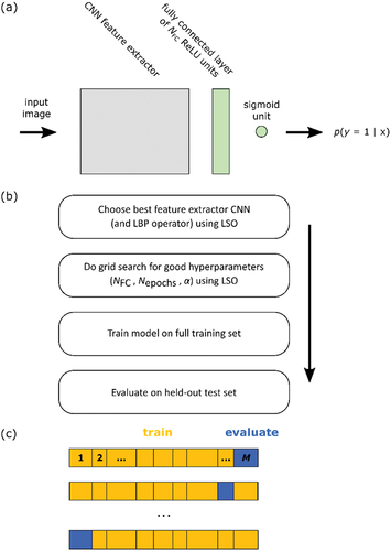 Figure 3. (a) Schematic view of the structure of the classification models developed in this study. (b) The workflow of model development. (c) Leave subject out (LSO) cross-validation as implemented in this study. The index 1, 2, … denotes all the images from trunk 1, all the images from trunk 2, etc. For a training set of M trunks, the model is trained on M-1 trunks (orange) and validated on the remaining trunk (blue). This is repeated until each trunk has served once as the validation data. The loss and performance metrics are then averaged over the M validation folds (see text for details).