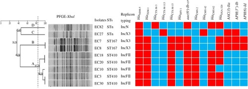 Figure 2 Dendrogram of 9 NDM-5-producing E. coli isolates based on pulsed-field gel electrophoresis (PFGE) patterns (indicated as A to D above the branches in the left) and their correlations with multilocus sequence typing (STs), replicon typing, and distribution of resistance genes. The dashed line in the left dendrogram represents 85% pattern similarity; isolates with >85% similarity were considered to have the same homogeneity. The red and blue squares indicate the presence and absence of the resistance genes indicated at the top, respectively.